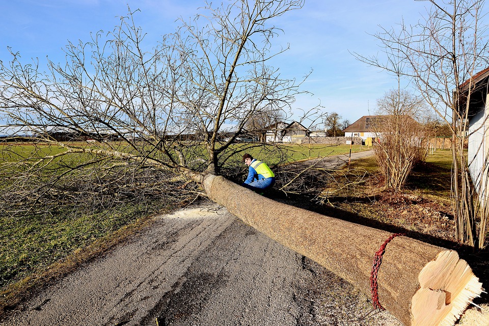 L&rsquo;élagage des arbres dangereux : comment évaluer les risques